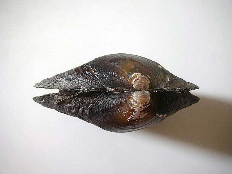 Bivalve d''acqua dolce